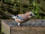 Jay
