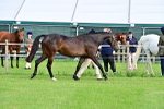 SBM_00073