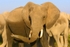 _M7B0187 Amboseli