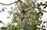 Hoolock Gibbon female with baby