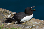 Razorbill calling from a cliff ledge