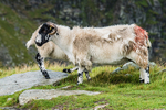 Kentmere-483
