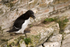 Razorbill