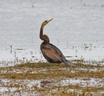 Indian Darter
