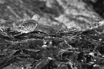 Turnstone, West Beach, Nairn