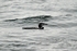 Great Northern Diver