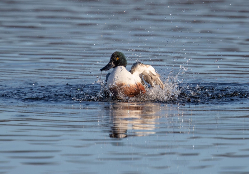 Northern shoveler - Leighton Moss RSPB - Lancashire