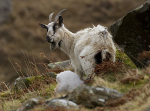 WELSH MOUNTAIN GOATS