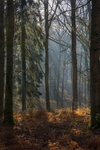 Wenchford Walk No1