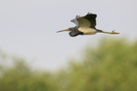 Tricolored Heron flying wings up, Harns Marsh, Florida