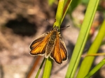 Essex Skipper