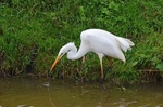 Great White Egret