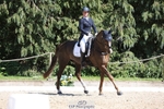376-DIRECT_BALLYTARSNA_DUCAREL-Jodie_Amos-WEDTrotUp+DR portfolio