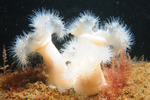 Metridium dianthus