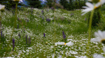 Alaskan Daisies 2