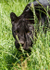 Big Cats-9