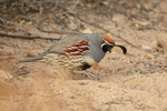 Gambel's Quail portfolio