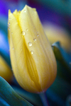 Flower - 6298