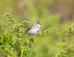 On the moors portfolio