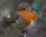 Very Tame Robin I, Hanningfield