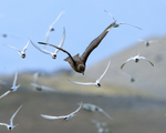 Great Skua attacking Arctic Tern colony, Iceland