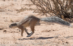 Ground squirrel