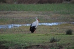 White Stork