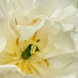 Flora portfolio