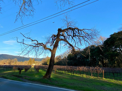 Roadside portfolio
