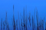 weeds at lake sylvia