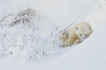 Polar Bear cub resting in snowdrift, Churchill, Canada