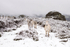 Ponies in the Snow Carnedd Meibion Owen