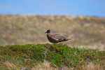 Great Skua