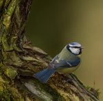 BLUE TIT