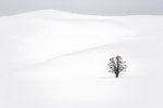 Hayden Valley Tree