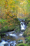Torrent Walk, autumn