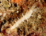 Ocnus lacteus