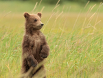 Brown Bear cub stands up on hind legs, Silver Salmon Creek, Alaska