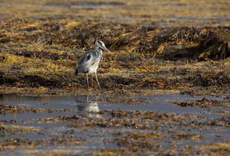 Grey Heron - Isle of Mull - Scotland