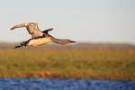 Red-throated Diver flying side view, Floi, Iceland