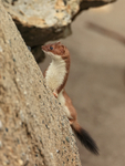 Stoat showing black tail-tip, Duck Island, Alaska