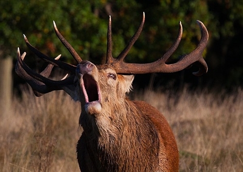 [align=center][size=11][b]Red Deer Stag, Richmond Park, London[/b][/size][/align]
