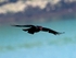 Chough