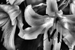 bug in a white flower 2