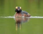 Slavonian Grebe head-on, Iceland