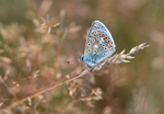 Common Blue