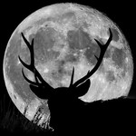Wild Stag silhouetted with a full moon