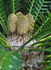 South Africa Cape Town National Botanical Garden cycads 3