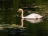 Mute Swan