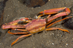 Goneplax rhomboides